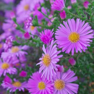 Astra alpínska (Aster alpinus) – kvitnúci trs v skalke