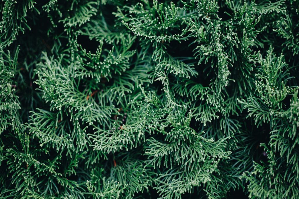 Thuja orientalis - Tuja východná