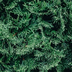 Thuja orientalis - Tuja východná