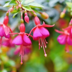 Fuchsia ako skalničkа