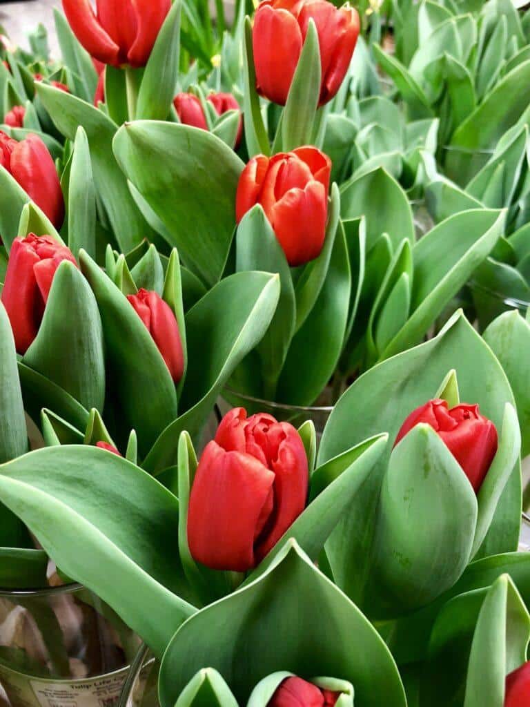 Červené tulipány so žíhanými listami