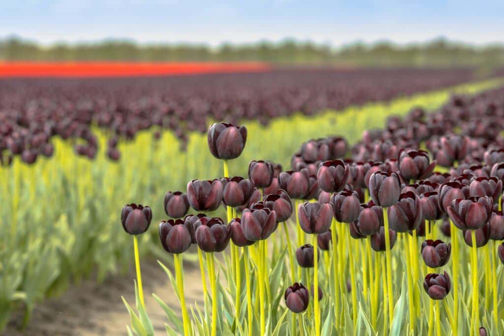 Čierny tulipán