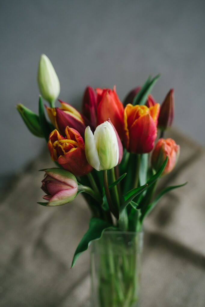 kytica záhradných tulipánov