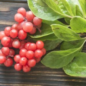 Schizandra plody