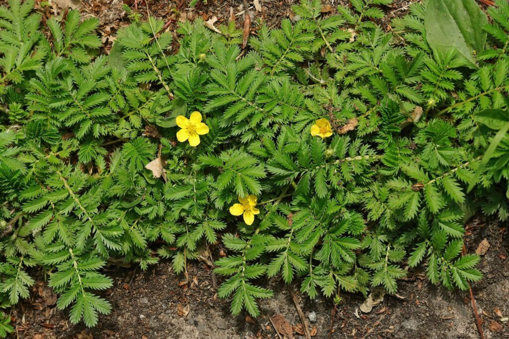 Mochna husia - Potentilla anserina
