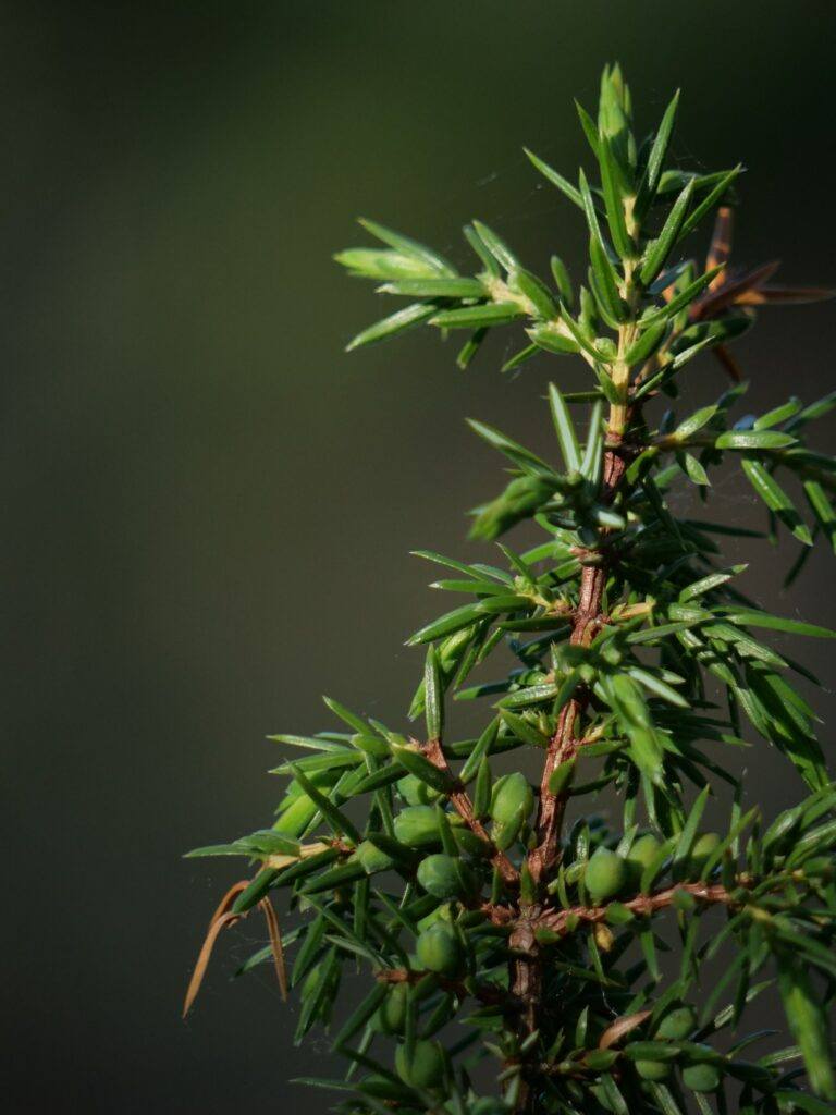 Borievka obyčajná - Juniperus communis