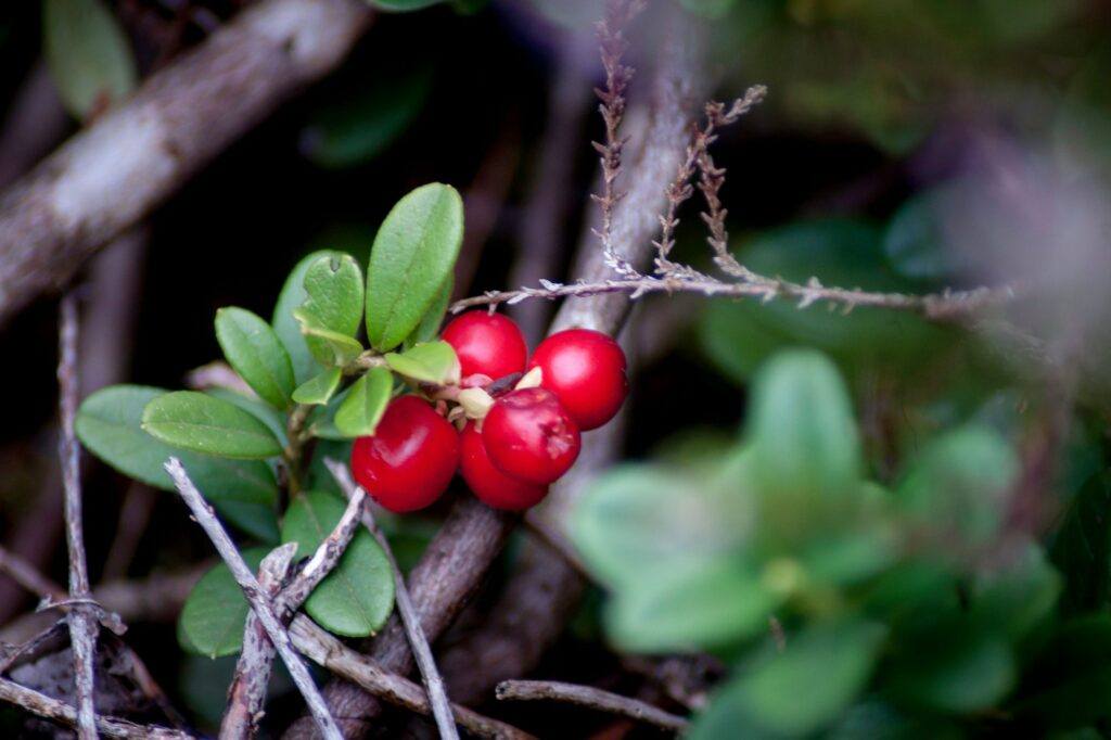 Detailný záber brusníc (Vaccinium vitis-idaea) na vetvičke