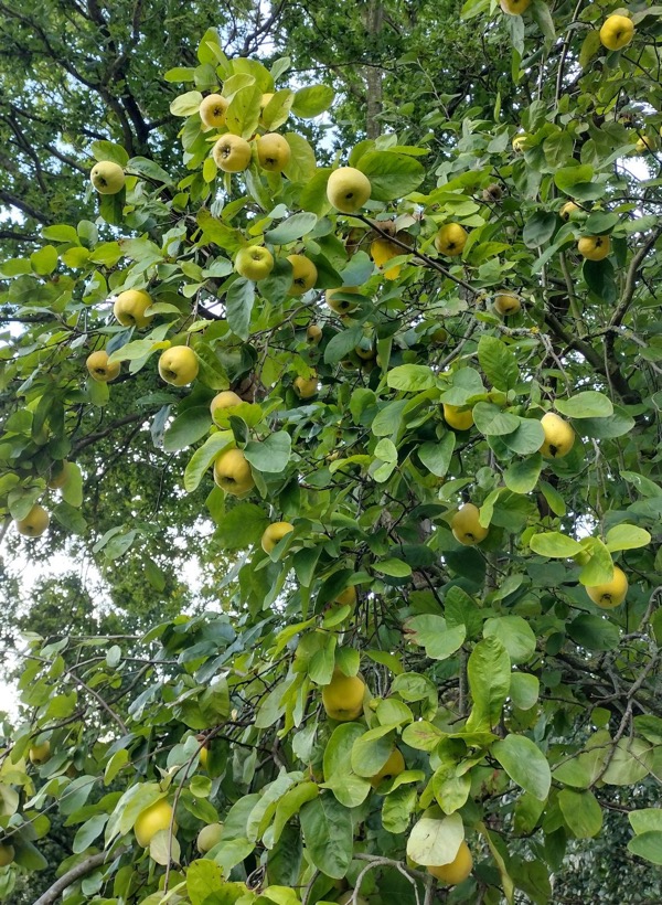 Dula obyčajná (Cydonia oblonga)​