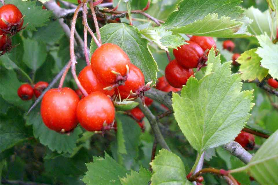 Jarabina širokоlistá (Sorbus latifolia)​