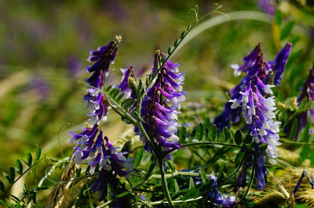 Vikev chlpatá - Vicia villosa