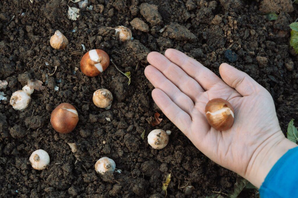 Tulipány cibuľky pred výsadbou