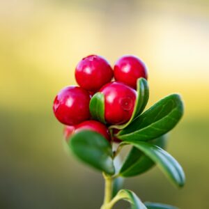 Zrelé červené brusnice (Vaccinium vitis-idaea) na vetvičke v lese