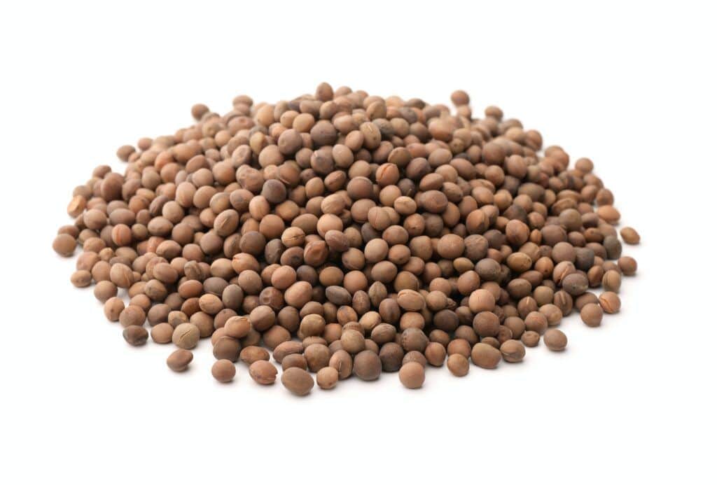 Vika semená