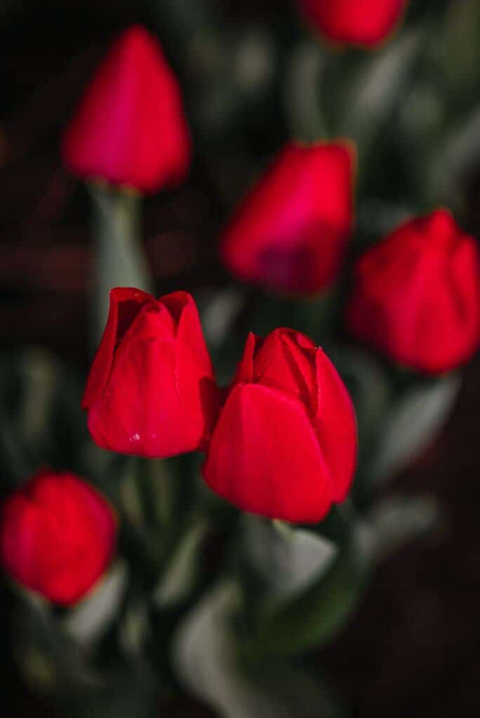 Červené tulipány v záhrade