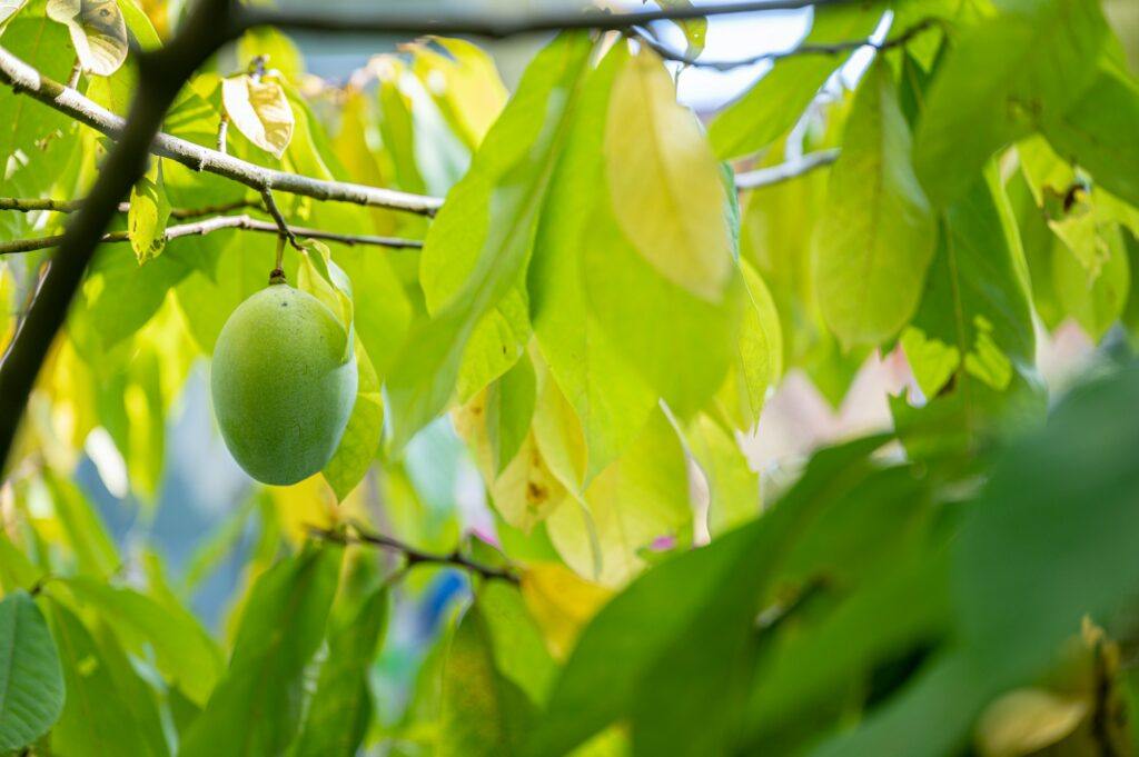 Muďoul - Asimina triloba