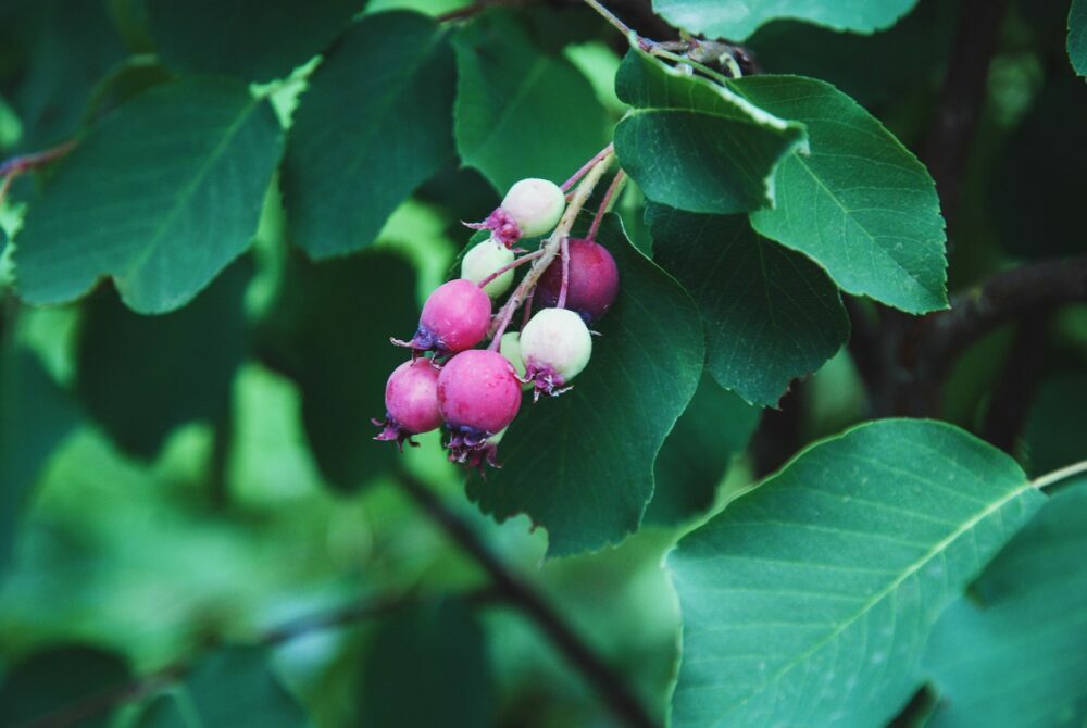 Muchovník jelšolistý plod - Amelanchier alnifolia