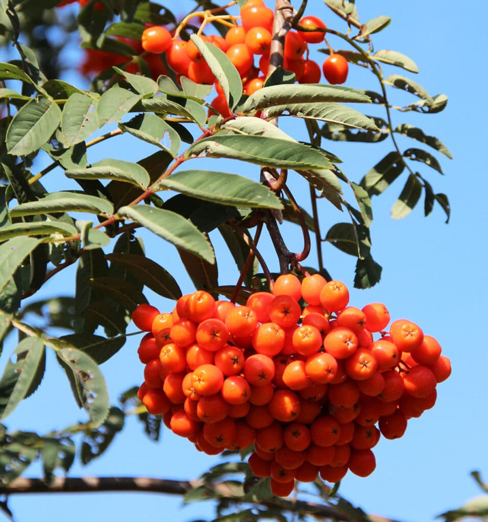 Jarabina obyčajná jedlá (Sorbus aucuparia var. edulis)​