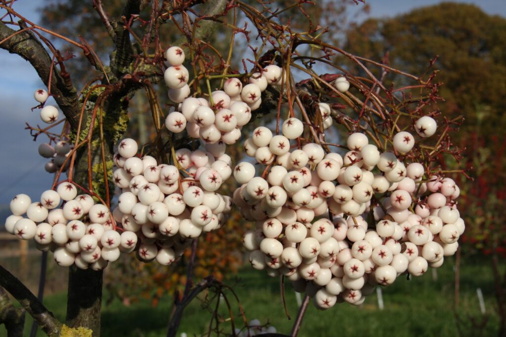 Jarabina kašmírska (Sorbus cashmiriana)​