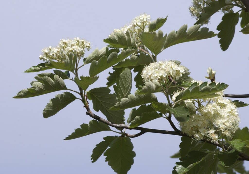 Jarabina prostredná (Sorbus intermedia)​