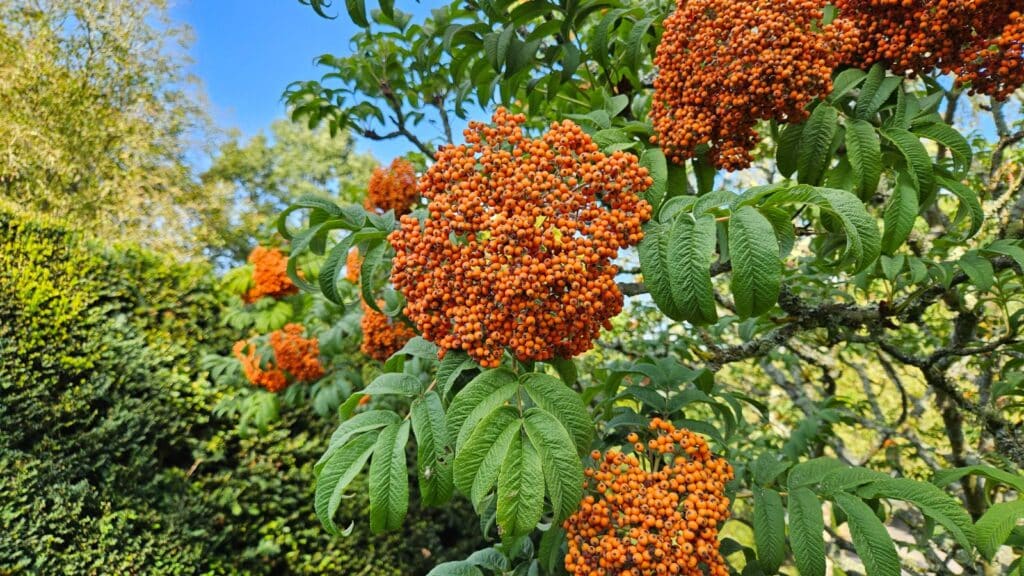 Jarabina Sargentova (Sorbus sargentiana)​