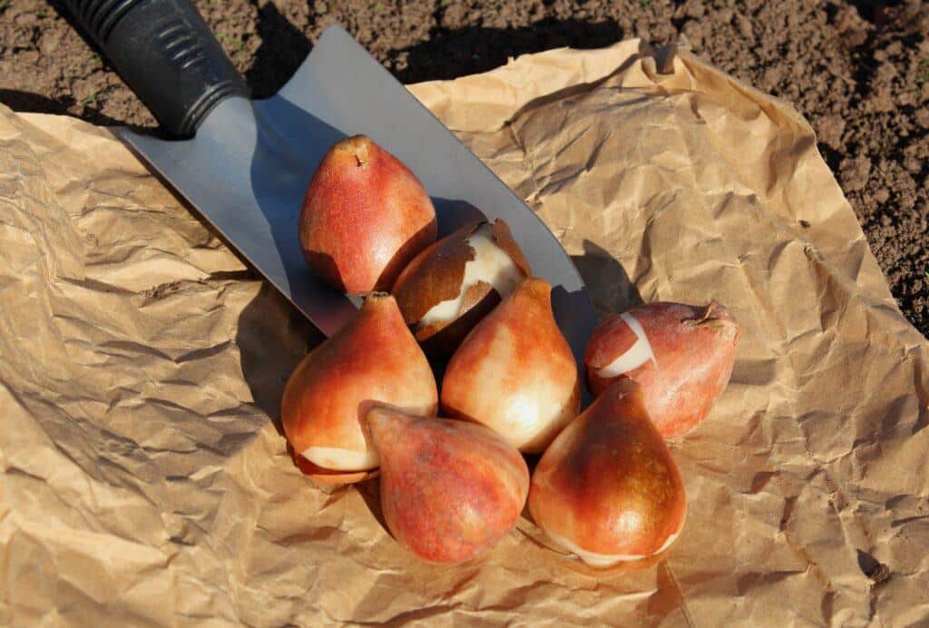 Tulipány cibuľky - sádzanie