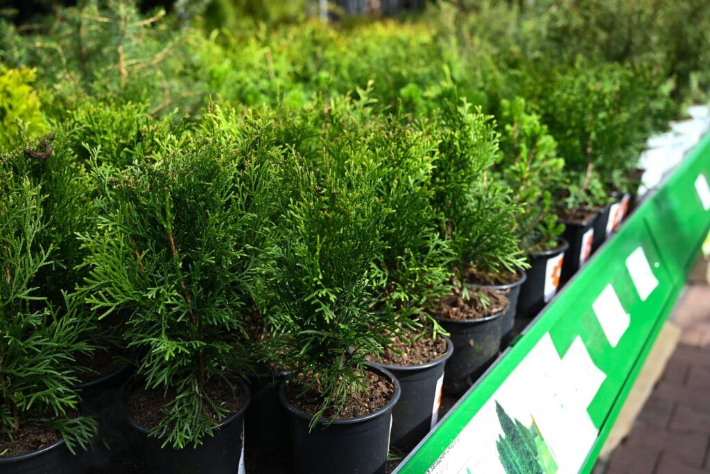 thuja predaj