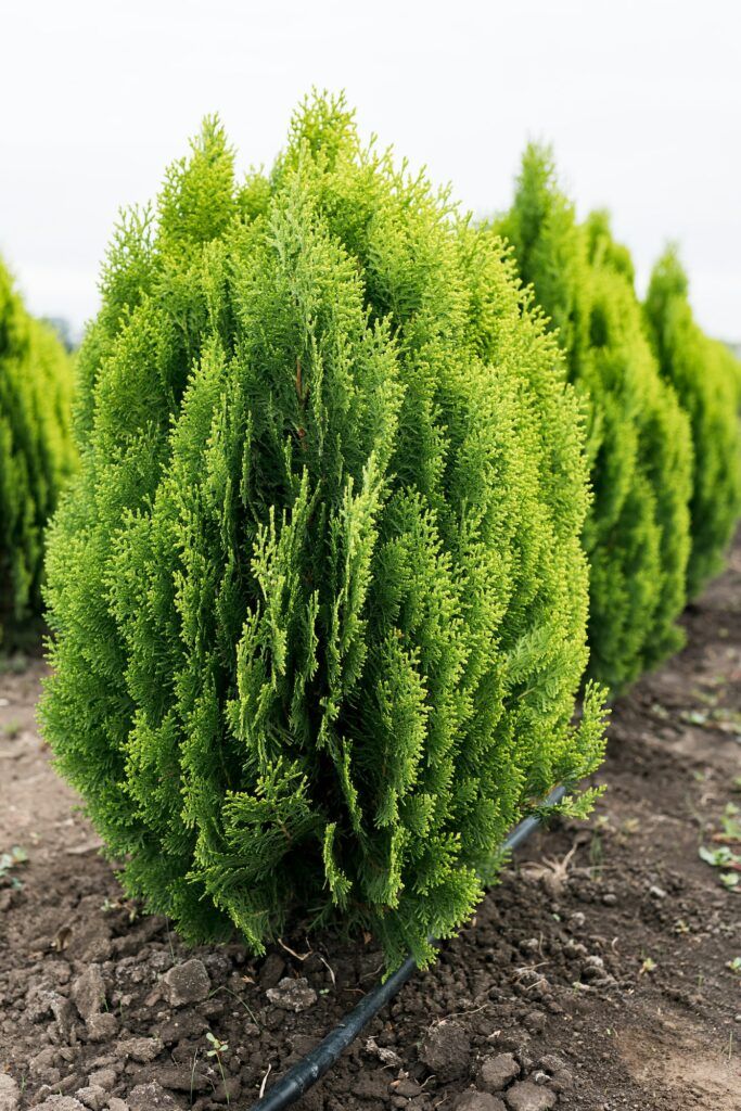 Thuja orientalis Aurea Nana nízky vždyzelený strom s výrazným hlavným kmeňom