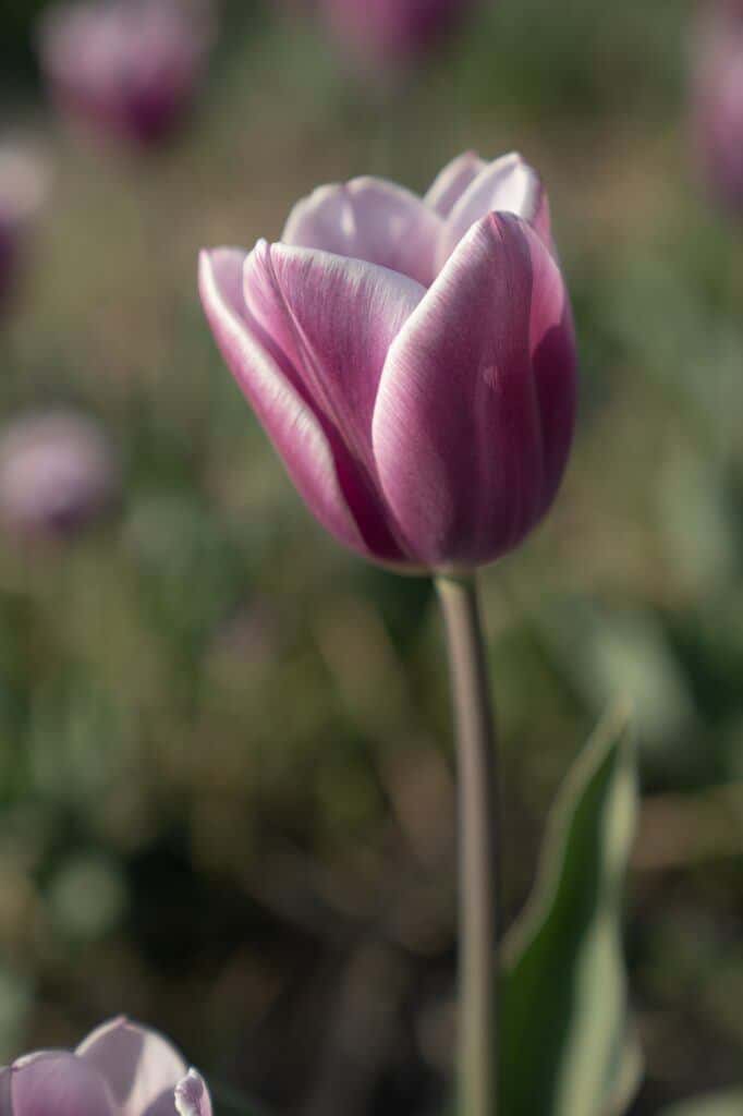 Tulipán fialovo-biely