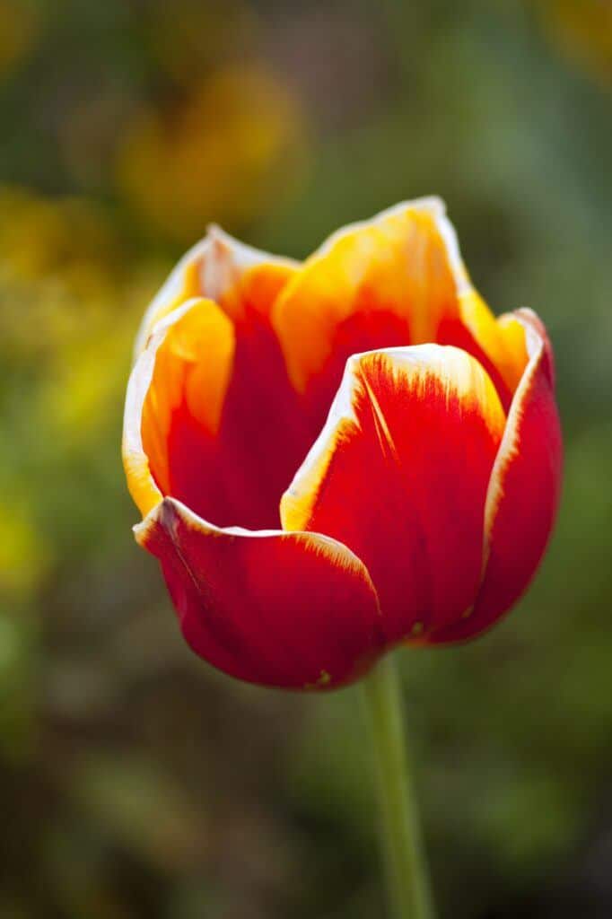 Tulipán oranžovožltý