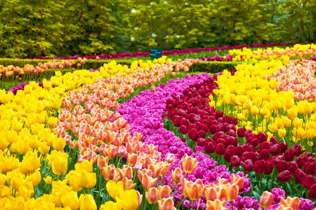 Tulipán záhradný - Tulip spp