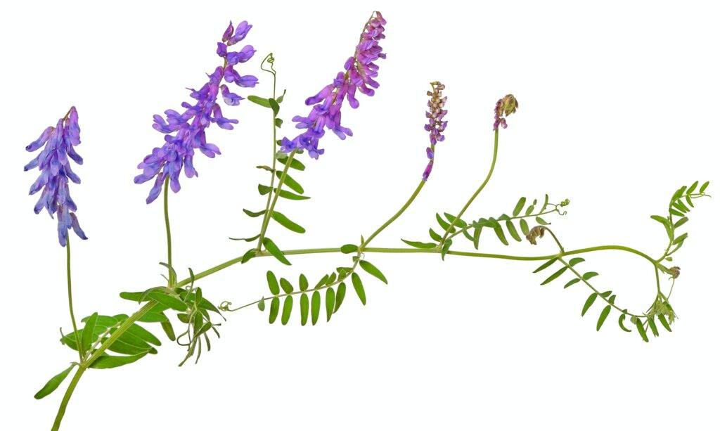 Vicia cracca flower