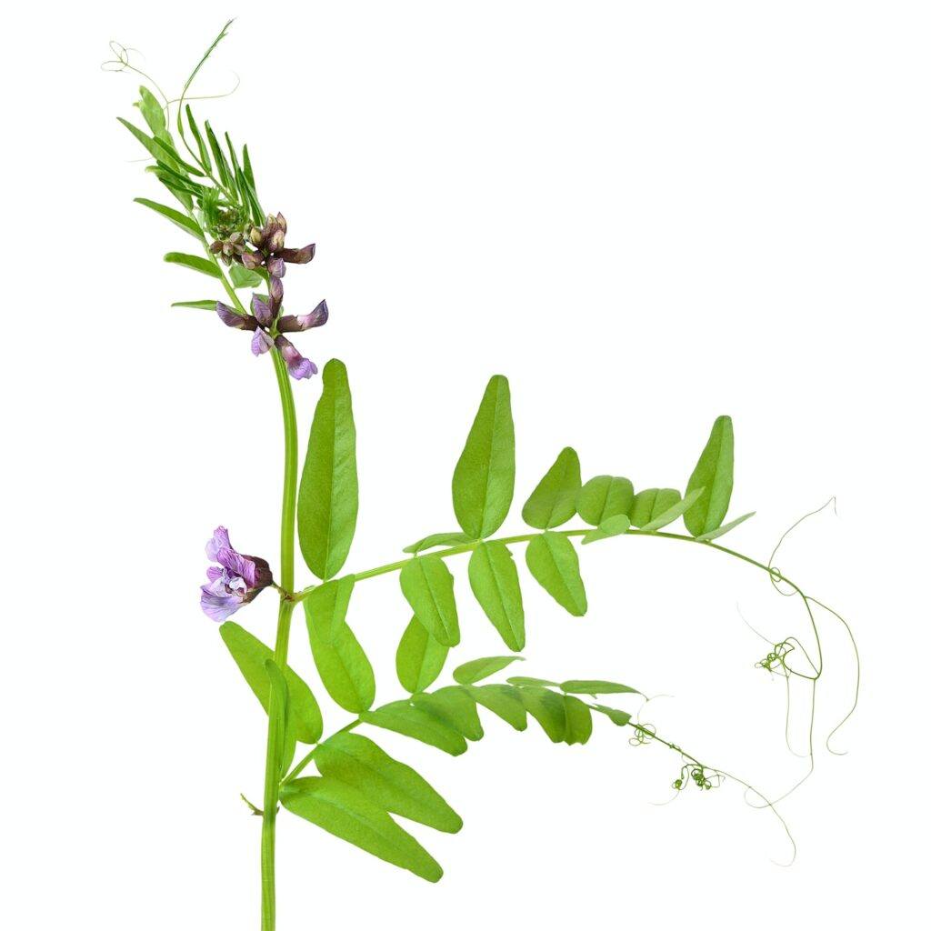 Vikev plotná - Vicia sepium