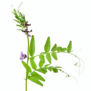 Vikev plotná - Vicia sepium