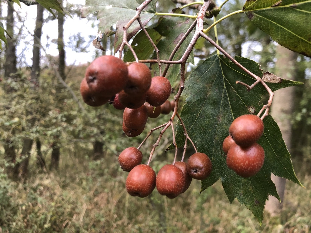 Jarabina brekyňová čiže brekyňa obyčajná (Sorbus torminalis)​