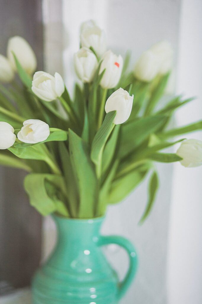 Biele tulipány