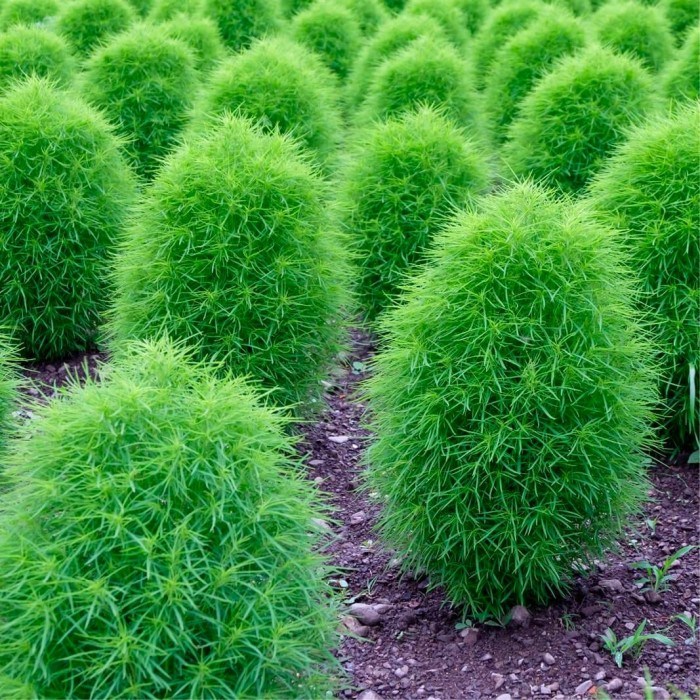 Bytel metlatý - Kochia trichophylla