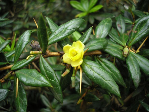 Dráč Juliánin - Berberis Julianae