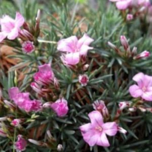 Ružovo kvitnúci akantolimon (Acantholimon) s tŕnisto zahrotenými listami