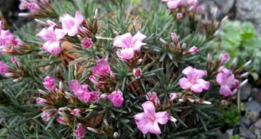 Ružovo kvitnúci akantolimon (Acantholimon) s tŕnisto zahrotenými listami