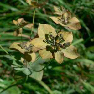 Prerastlík dlholistý (Bupleurum longifolium)