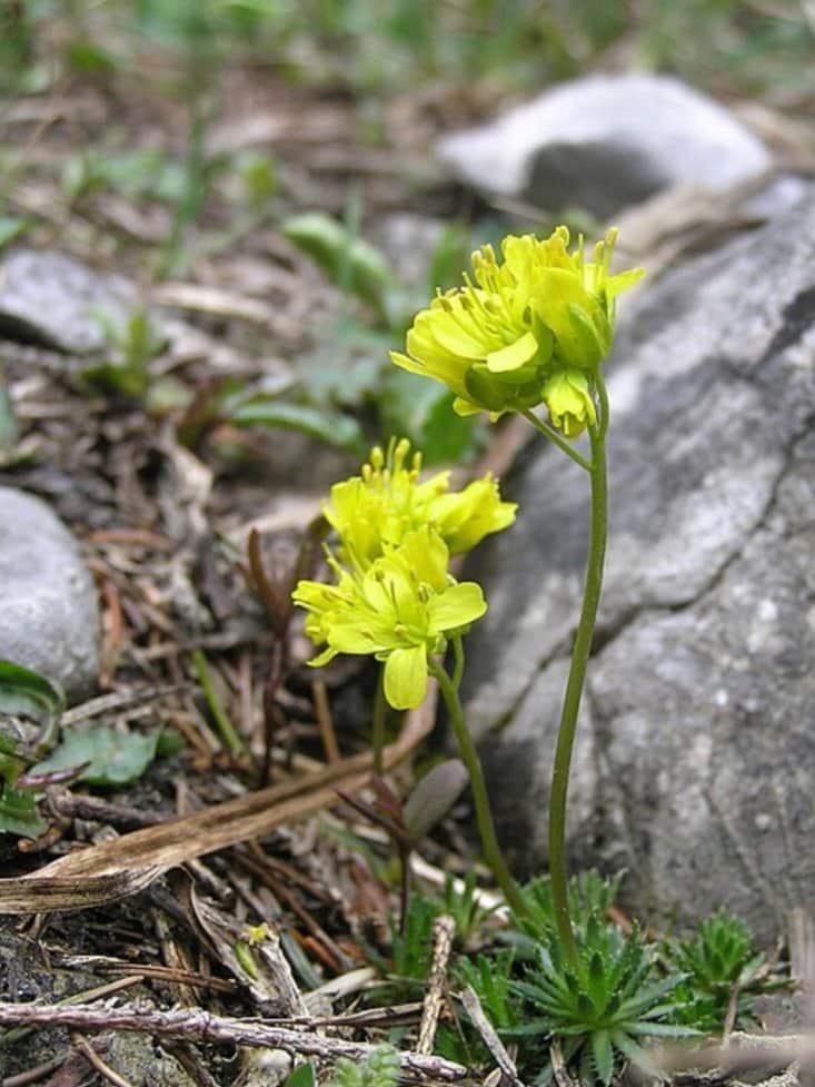 Chudôbka vždyzelená (Draba aizoides) so žltými kvetmi pri skale