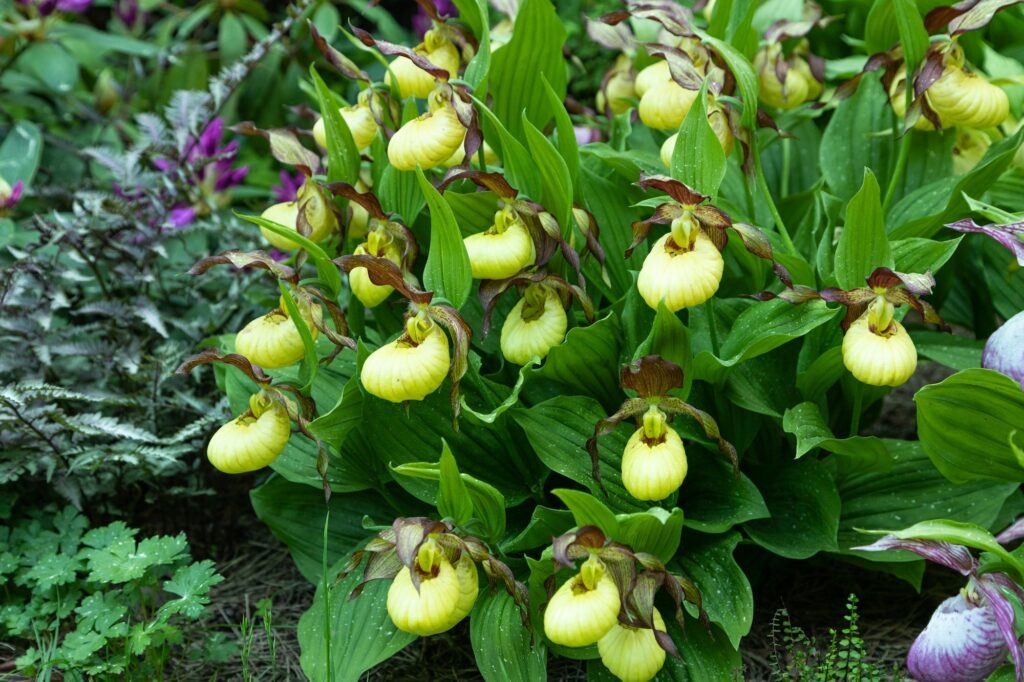 Črievičník papučkový (Cypripedium calceolus)
