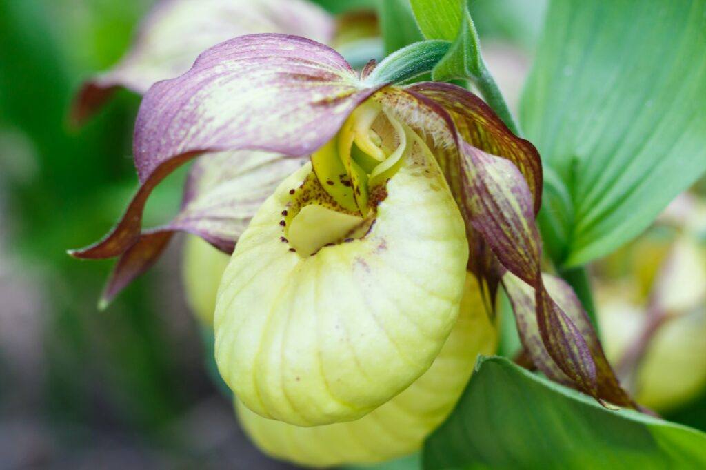 Črievičník (Cypripedium)