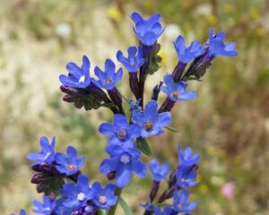Pilát lekársky (Anchusa officinalis)
