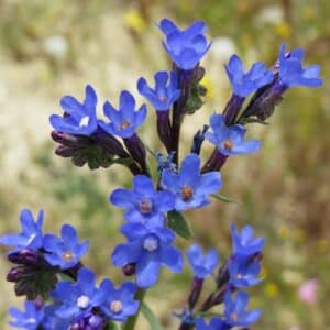 Pilát lekársky (Anchusa officinalis)