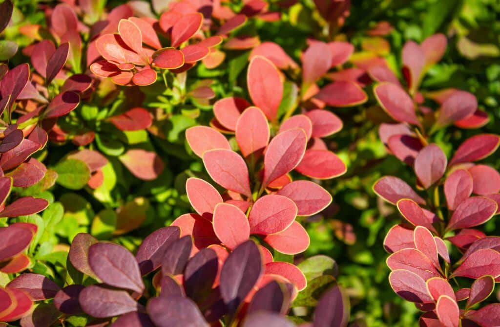 Dráč - Berberis