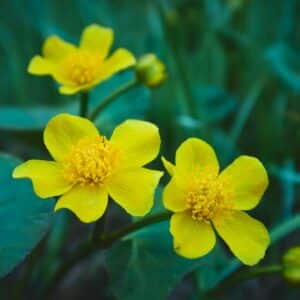Blatouch (Caltha)