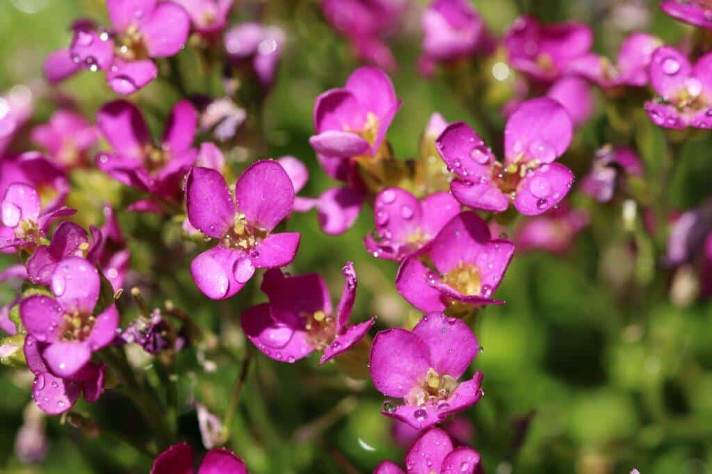 Huseník brvitý (Arabis blepharophylla)