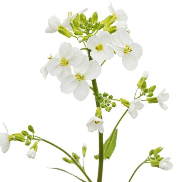 Husičník výbežkatý (Arabis procurrens)