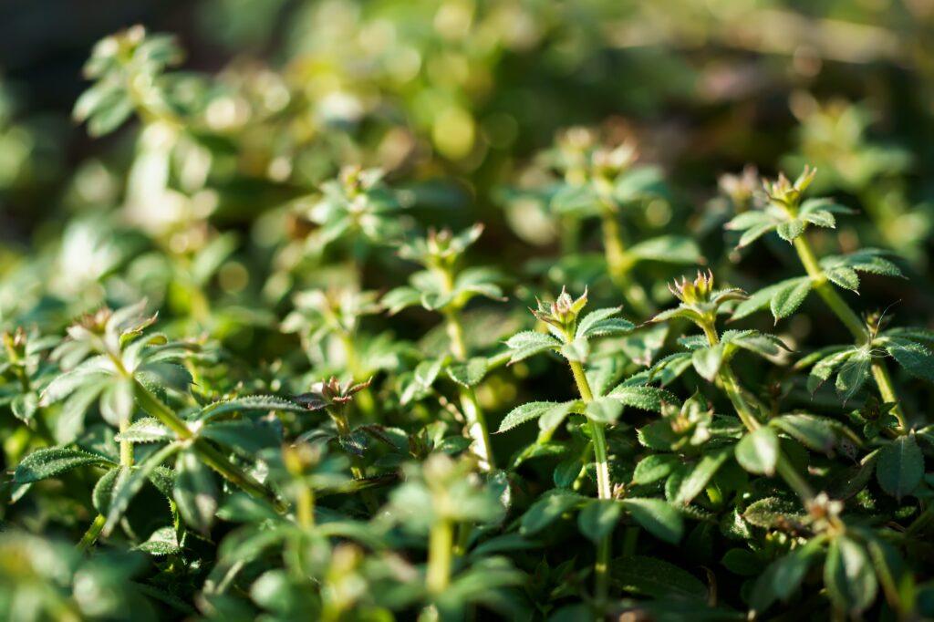 Lipkavec obyčajný (Galium aparine)